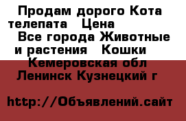  Продам дорого Кота-телепата › Цена ­ 4 500 000 - Все города Животные и растения » Кошки   . Кемеровская обл.,Ленинск-Кузнецкий г.